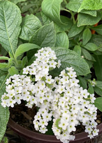 Heliotropium arborescens 'Alba'